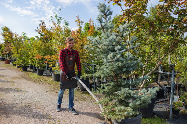 Best Hazardous Tree Removal  in Sparta, IL